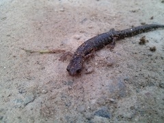 Pseudoeurycea mixteca