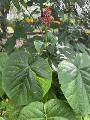Clerodendrum japonicum