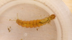 Polycentropus