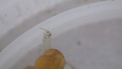 Polycentropus