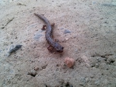 Pseudoeurycea mixteca