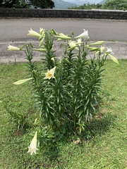 Lilium longiflorum scabrum