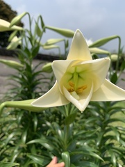 Lilium longiflorum scabrum
