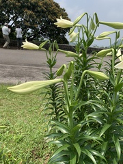 Lilium longiflorum scabrum