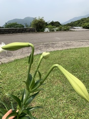 Lilium longiflorum scabrum