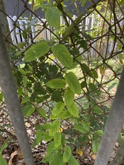Ficus hispida