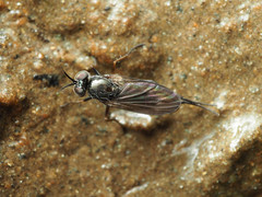 Rhaphium lugubre