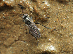 Rhaphium lugubre
