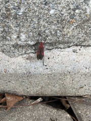 Leptocoris vicinus