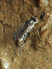 Rhaphium lugubre