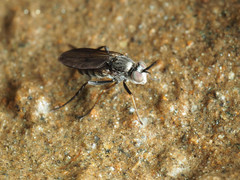 Rhaphium lugubre