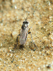 Rhaphium lugubre