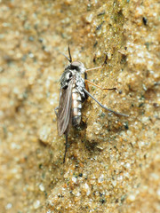 Rhaphium lugubre