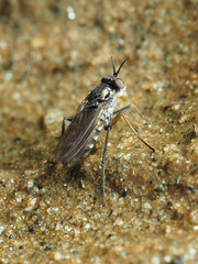 Rhaphium lugubre