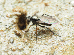 Rhaphium lugubre