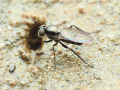Rhaphium lugubre