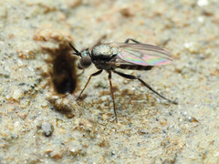 Rhaphium lugubre