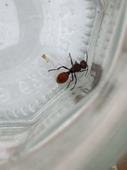 Dasymutilla texanella