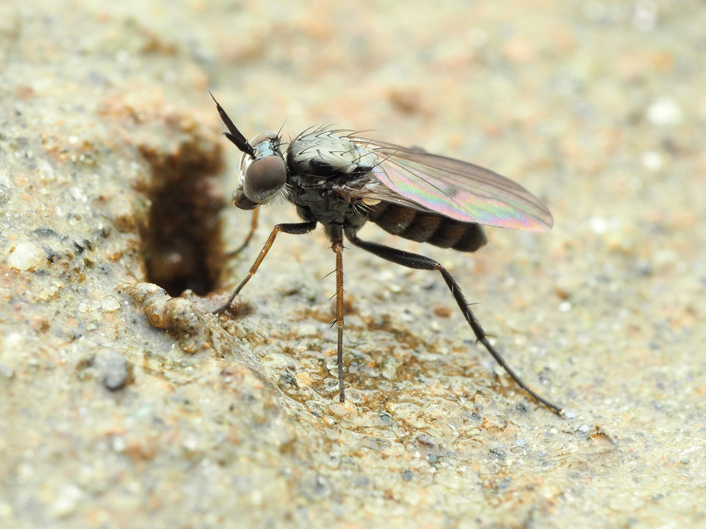 Rhaphium lugubre