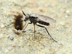 Rhaphium lugubre