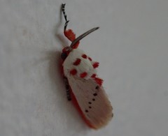 Trosia nigropunctigera