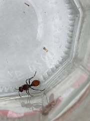 Dasymutilla texanella