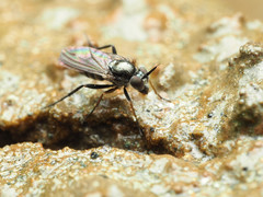 Rhaphium lugubre