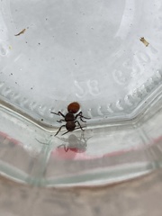 Dasymutilla texanella