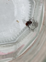 Dasymutilla texanella