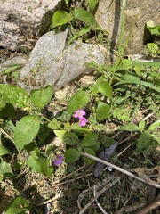 Oxalis debilis
