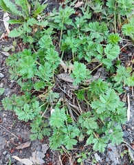 Potentilla tobolensis