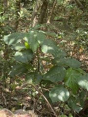 Macaranga