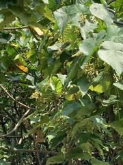 Macaranga