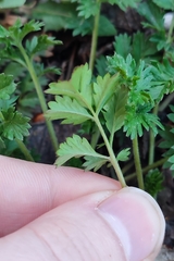 Potentilla tobolensis