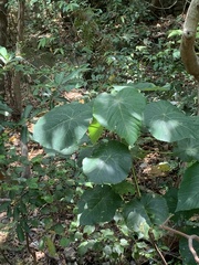 Macaranga