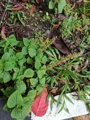 Coleus monostachyus