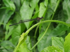 Prodasineura autumnalis