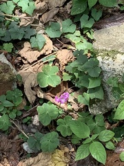 Oxalis