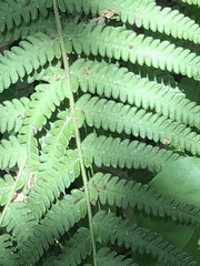 Polypodiopsida