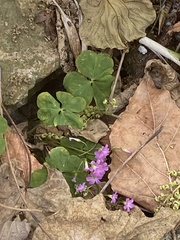 Oxalis debilis