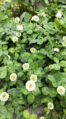 Trifolium repens