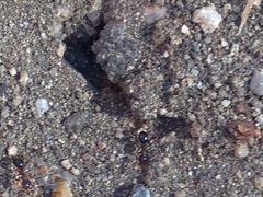 Formica subpolita