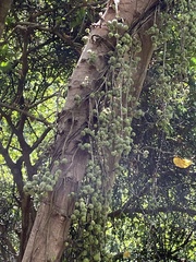 Ficus