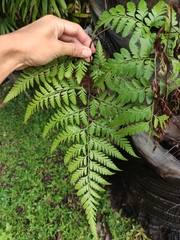 Davallia solida