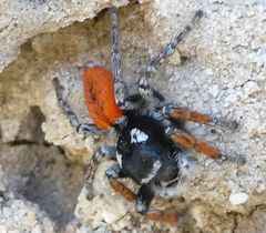 Philaeus chrysops