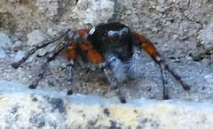 Philaeus chrysops