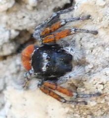 Philaeus chrysops
