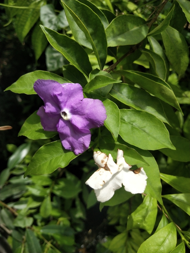 Brunfelsia pauciflora, Davao City, PH-DS, PH