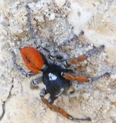 Philaeus chrysops