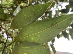 Cinnamomum cassia